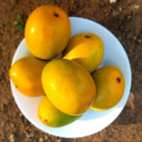 Alphonso Mangoes - Certified Organic