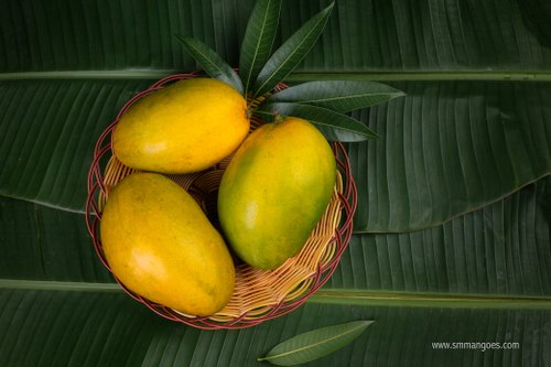 organic-imam-pasand-mango